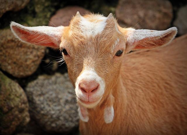 3. From Goats to Your Cup: Understanding the Origins of Goat Fuel