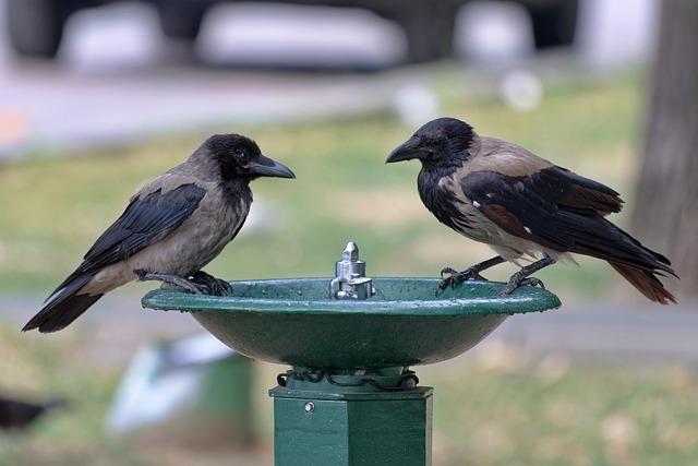 1. The Surprising Buzz: Exploring the Caffeine Power of Goat Fuel