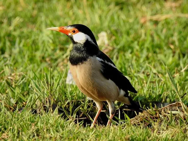 1. The Rise of Meme Mania: Explore the Phenomenon of Prime Drink Memes