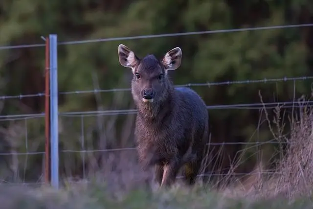 Does Alpha Lion Have Creatine: Supplement Overview 1 1. Introducing Alpha Lion and the Power of Creatine: A Supplement Overview