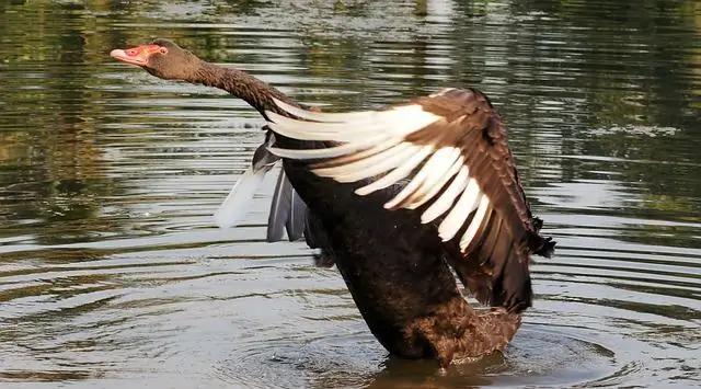 1. Introducing Black Prime Drink: An Unforgettable Boldness in Every Sip